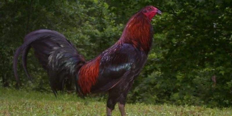 cach-huan-luyen-ga-truoc-khi-ra-soi-bac