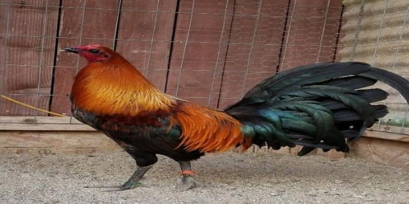 cach-nuoi-ga-peru-da-sung-suc