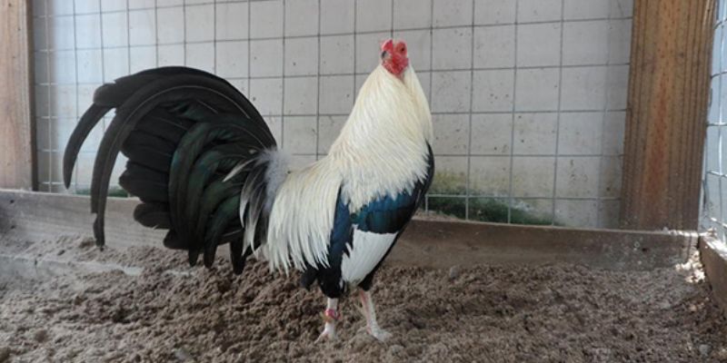 gioi-thieu-doi-net-ve-nuoi-ga-da-bo-lon-tai-f8bet