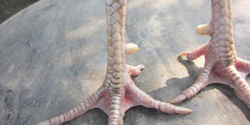 huong-dan-phan-biet-vay-tu-quy