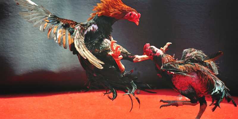 huong-dan-quy-trinh-nuoi-ga-da-bo-lon-tu-a-z